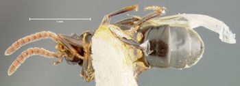 Media type: image;   Entomology 9026 Aspect: habitus ventral view